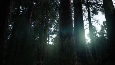 Secuoyas-Gigantes-En-Verano-En-El-Parque-Nacional-De-Secuoyas,-California